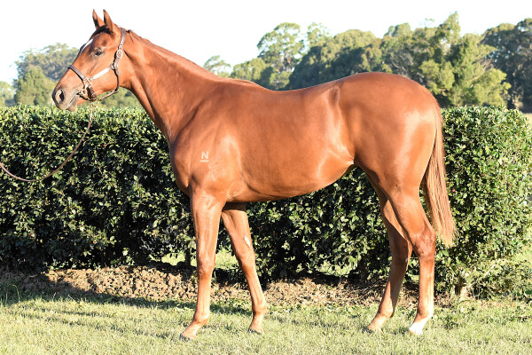 Lot 178: Capitalist / Misty Rock