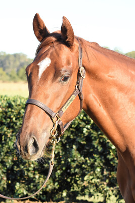 Lot 178: Capitalist / Misty Rock