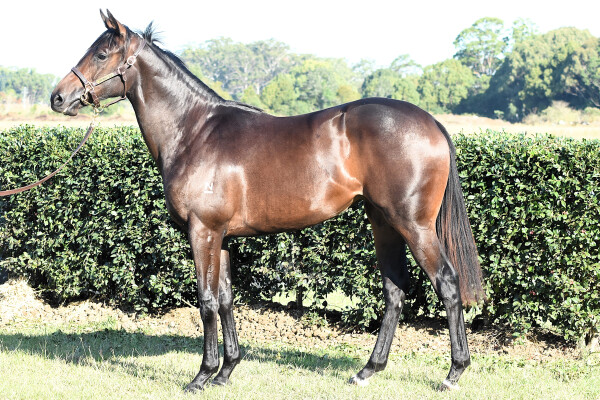 Lot 208: North Pacific / Reginae