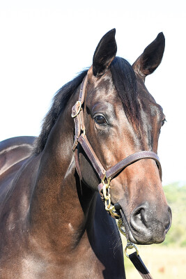 Lot 208: North Pacific / Reginae