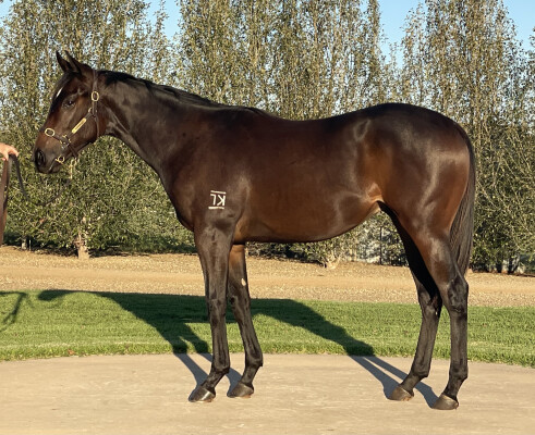 Lot 21: Cool Aza Beel (NZ) / Someone Like You