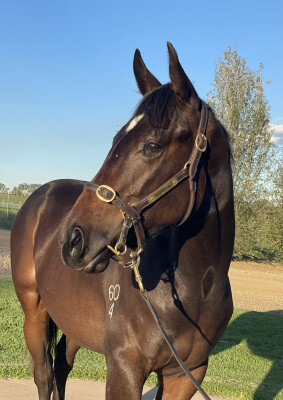 Lot 21: Cool Aza Beel (NZ) / Someone Like You