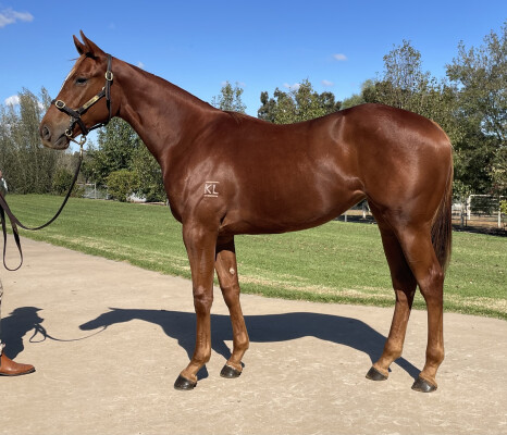 Lot 167: Finance Tycoon / Maddison Avenue