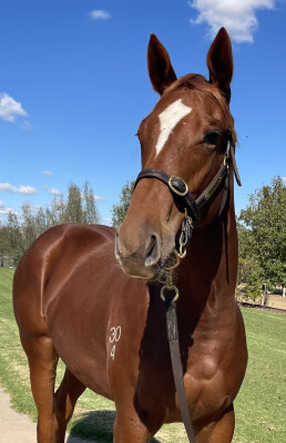 Lot 167: Finance Tycoon / Maddison Avenue