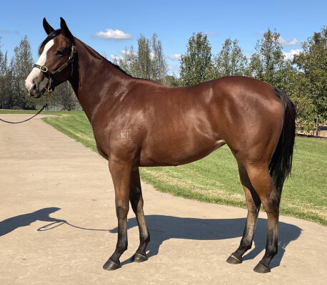 Lot 154: Sandbar / Lagarde