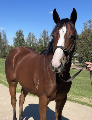 Lot 154: Sandbar / Lagarde