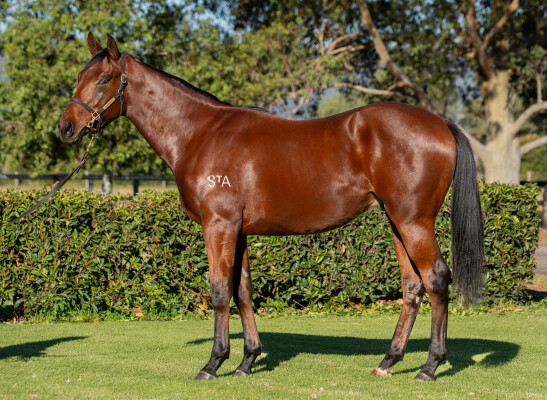 Lot 202: Anamoe / Profound Wisdom