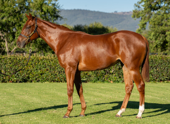 Lot 32: Pride of Dubai / Teodora