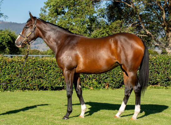 Lot 115: Astern / Di Alta (IRE)