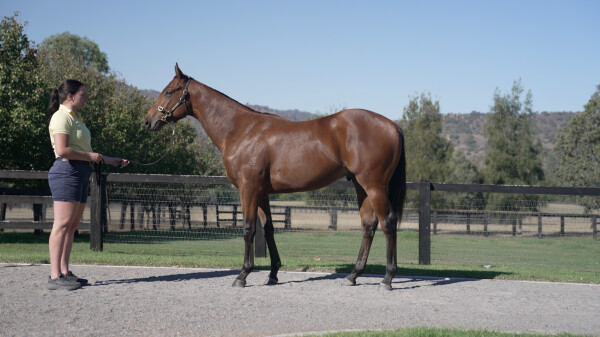 Lot 50: Wild Ruler / White House Girl