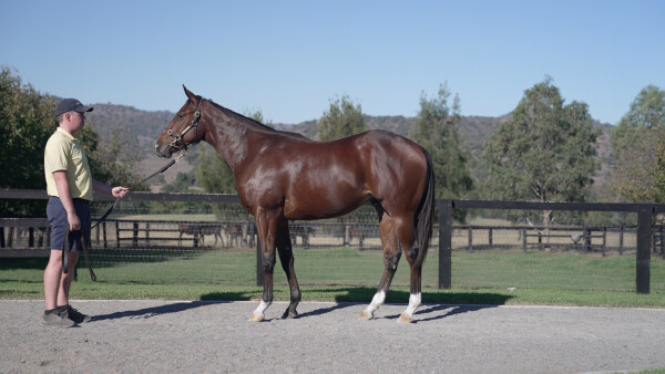 Lot 79: Dundeel (NZ) / Benitoite