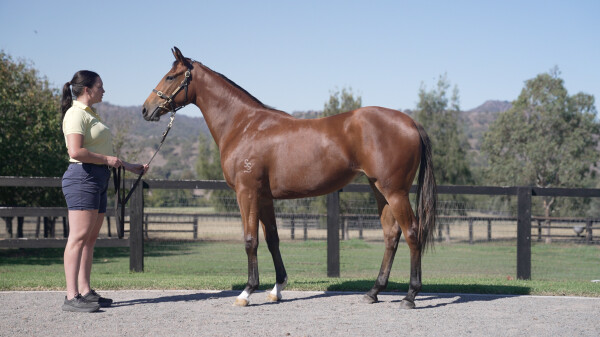 Lot 143: Dundeel (NZ) / Isa Rocket