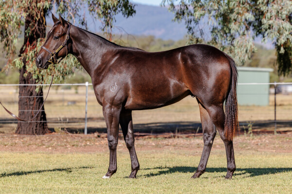 Lot 82: Capitalist / Blowing Kisses