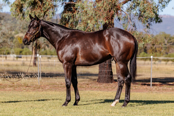 Lot 120: Capitalist / Fleeting Fancy (IRE)