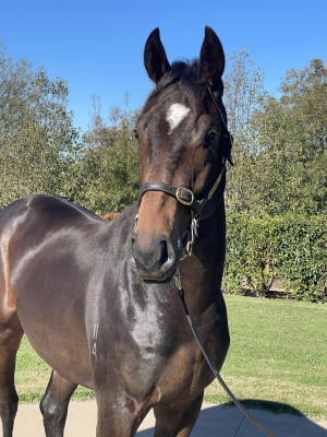 Lot 98: Prized Icon / Chorus of Angels (GB)