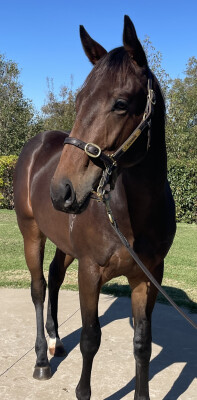 Lot 125: Finance Tycoon / Give Val a Ring