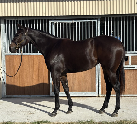 Lot 43: Capitalist / Velvet Sugar