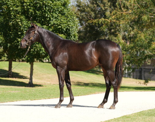Lot 11: Artorius / Silhouette