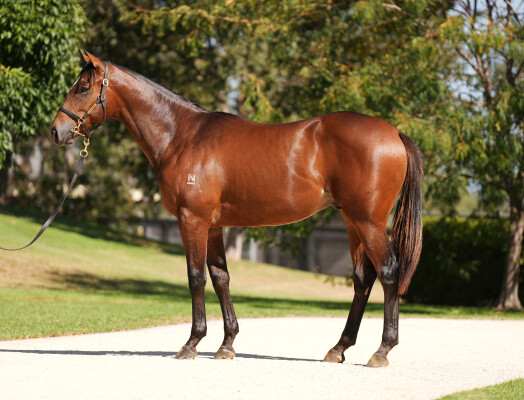 Lot 39: In the Congo / Triple Chelsea (USA)