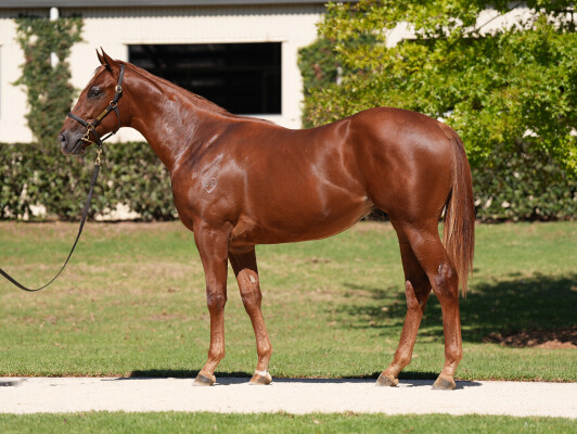 Lot 68: Home Affairs / Angel's Choice