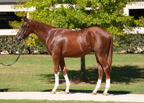 Lot 189: State of Rest (IRE) / Ol' Fashion Gal (USA)