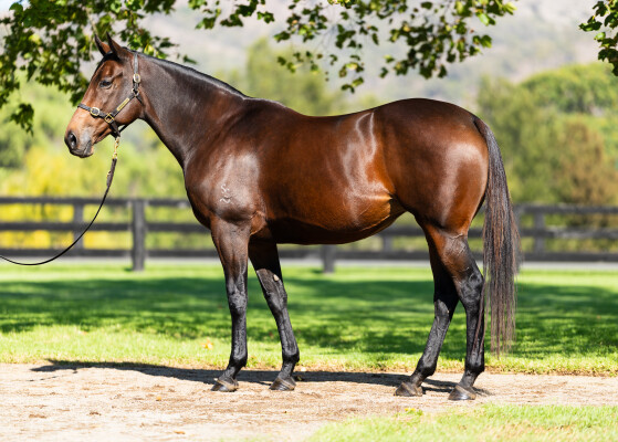 Lot 3: So You Think (NZ) / Zara Bay