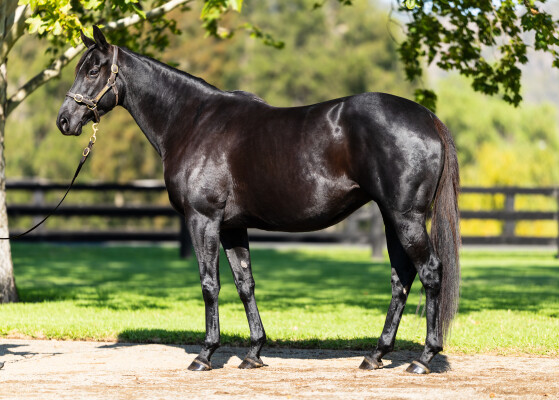 Lot 5: Footstepsinthesand (GB) / Sommorell (IRE)