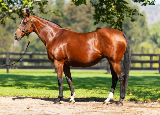 Lot 20: Fastnet Rock / Celebria
