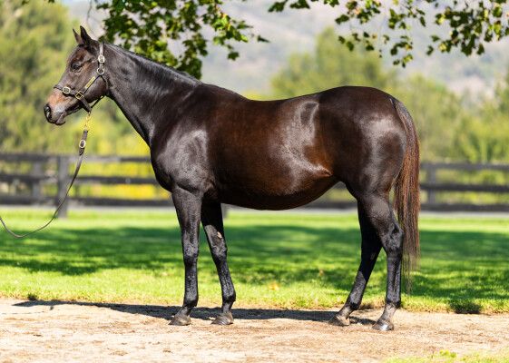 Lot 22: Domesday / Krysia