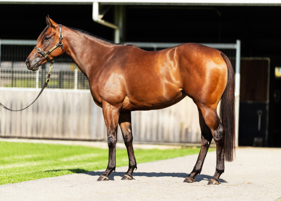 Lot 32: Too Darn Hot (GB) / Maraam