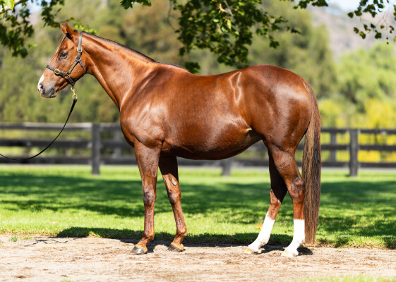 Lot 43: Mastercraftsman (IRE) / Femme Britannia