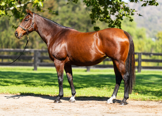 Lot 52: Frankel (GB) / Colour
