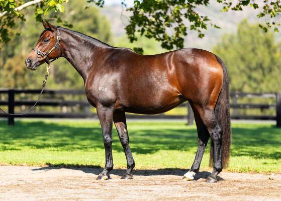Lot 73: Stormy Atlantic (USA) / Ippodamia (USA)