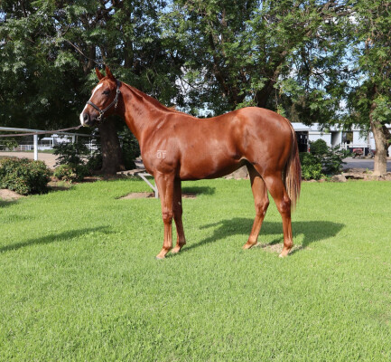 Lot 170: Tiger of Malay / Meteora Miss