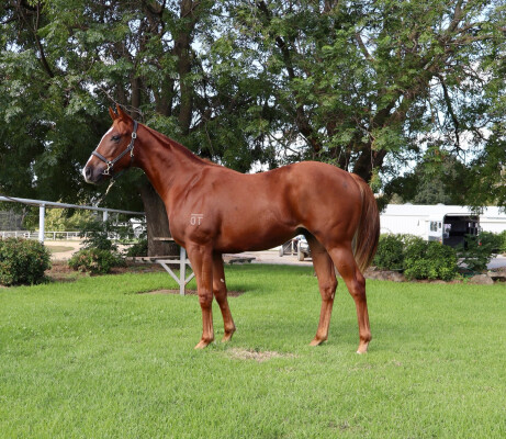 Lot 170: Tiger of Malay / Meteora Miss