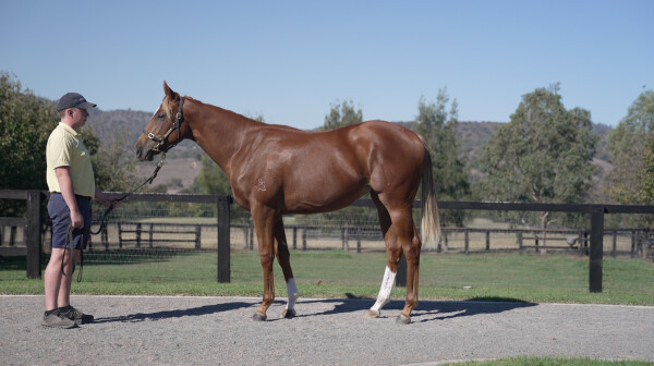 Lot 134: Russian Revolution / Houston Benefactor