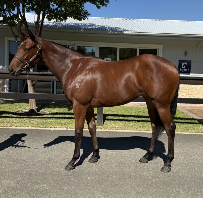 Lot 35: Super Seth / Toomey (NZ)
