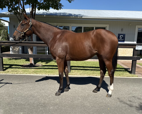 Lot 52: Zousain / Without a Shadow