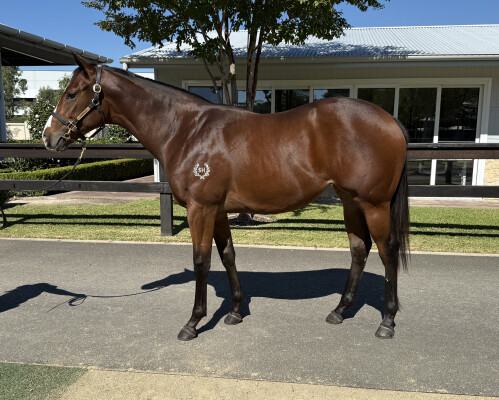 Lot 188: Pinatubo (IRE) / Nothin' on Me (NZ)