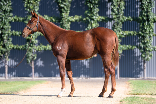 Lot 48: All Too Hard / Star Progeny