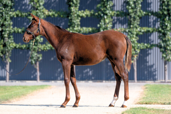 Lot 73: Native Trail (GB) / Terrifictonka
