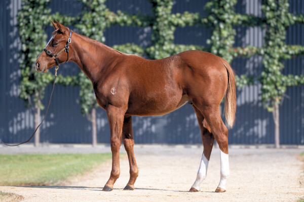 Lot 120: Starspangledbanner / Without Saying