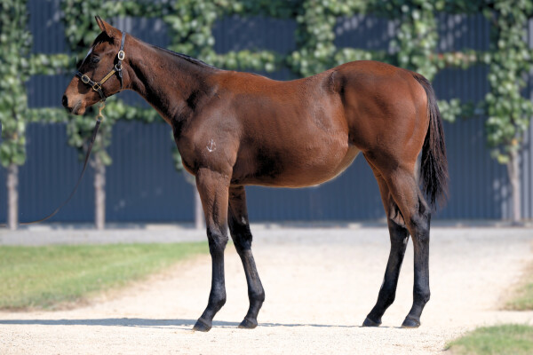 Lot 312: Tassort / Indiscretion