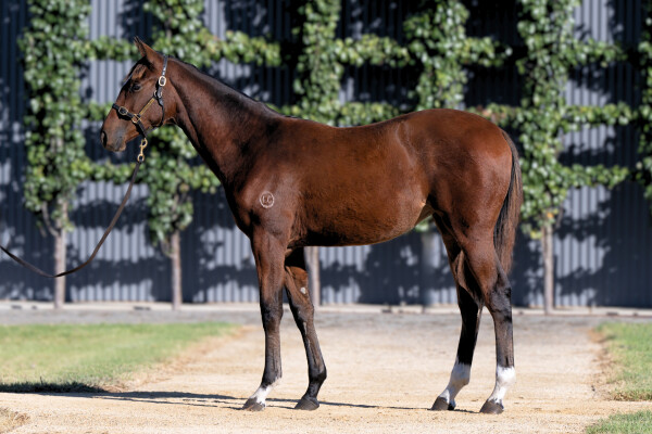 Lot 413: Triple Time (IRE) / Myriads