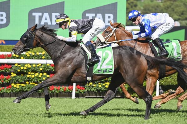 Lot 63: Tavistock (NZ) / Danza Kuduro (NZ)