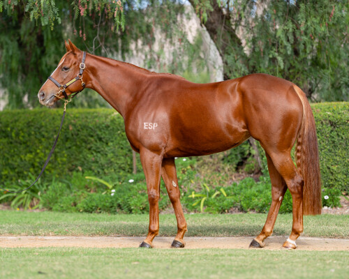 Lot 14: The Autumn Sun / Winning Belle (NZ)