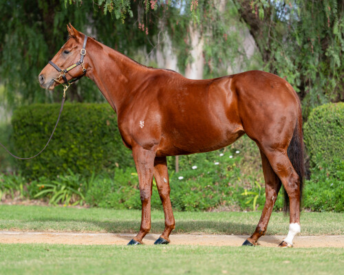Lot 41: Street Boss (USA) / Burgoyne