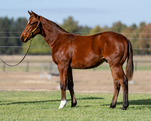 Lot 44: Toronado (IRE) / Spiced