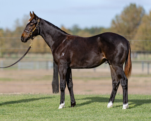 Lot 127: Exceedance / Yasamine