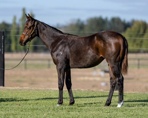 Lot 132: Exceedance / Zastarisborn (NZ)